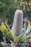 Old man Banksia (Banksia serrata)