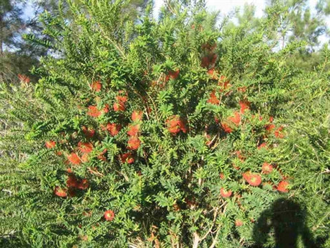Hillock Bush - Melaleuca hypericifolia