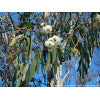 Broad-leaf Peppermint - Eucalyptus dives