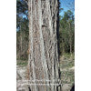 White Stringybark - Eucalyptus globoidea