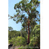 Smooth Barked Apple (Angophora costata)