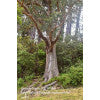 Messmate - Eucalyptus obliqua