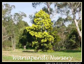 Early Black Wattle (Acacia decurrens)