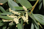 Sydney Golden Wattle (Acacia longifolia)