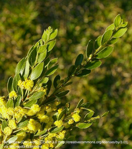 Hairy or Weeping Wattle (Acacia vestita)