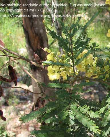 Parramatta Wattle or Sydney Green Wattle (Acacia parramattensis)