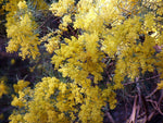 Snowy River Wattle (Acacia boormanii)