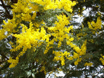 Silver Wattle (Acacia dealbata)