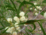 Hickory Wattle - Lightwood (Acacia implexa)