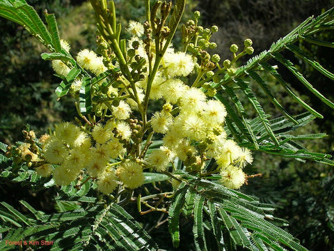 Black Wattle (Acacia mearnsii)