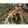 Forest She Oak (Allocasuarina torulosa)