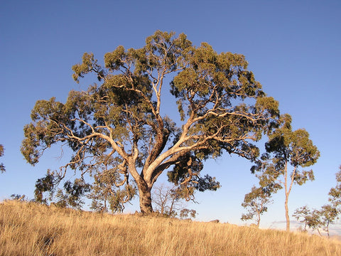 Apple Box (Eucalyptus bridgesiana)