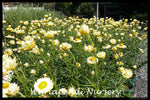 Paper Daisy (Xerochrysum bracteatum)