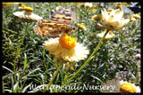 Paper Daisy (Xerochrysum bracteatum)