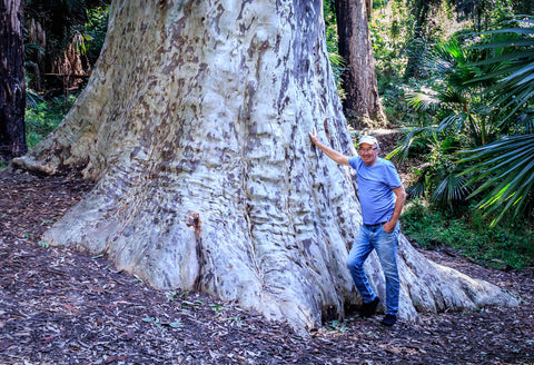 Spotted Gum - Corymbia maculata