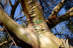 Black Sallee (Eucalyptus stellulata)