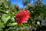 Scarlet or Crimson bottlebrush (Callistemon citrinus)