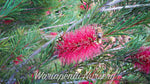 Dwarf Bottlebrush (Callistemon subulatus 'Brogo Overflow')