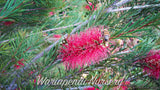 Dwarf Bottlebrush (Callistemon subulatus 'Brogo Overflow')