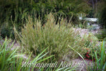 Dwarf Bottlebrush (Callistemon subulatus 'Brogo Overflow')