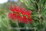 Weeping Bottlebrush (Callistemon viminalis)