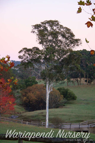 Cabbage Gum (Eucalyptus amplifolia)