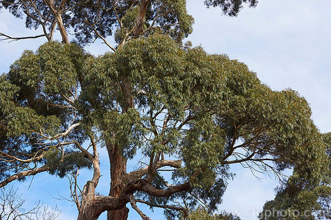 Paddys River Box (Eucalyptus macarthurii)