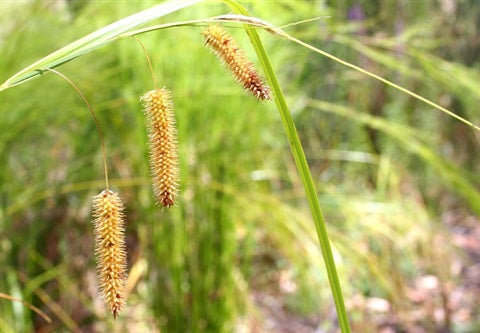 Tassel Sedge (Carex fascicularis)