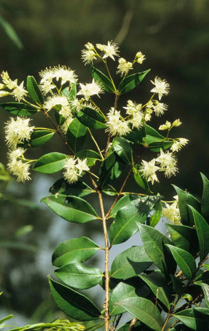 Cinnamon Myrtle (Backhousia myrtifolia)