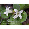 Native fuchsia (Correa 'alba')