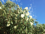 Dwarf Yellow Bloodwood (Corymbia eximia nana)