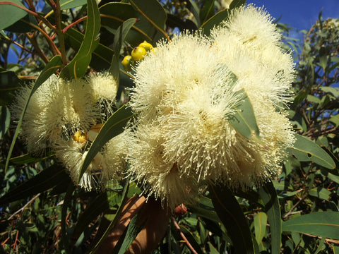 Dwarf Yellow Bloodwood (Corymbia eximia nana)