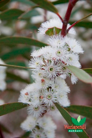 Dwarf Snow Gum (Eucalyptus gregsoniana)