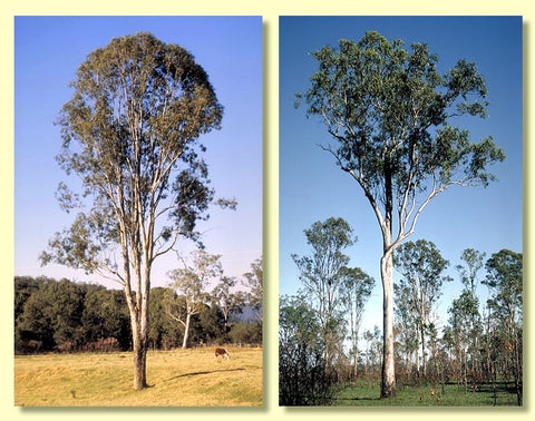 Forest Red Gum (Eucalyptus tereticornis)