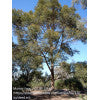 White Stringybark - Eucalyptus eugenoides