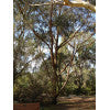 Sydney Peppermint - Eucalyptus piperita