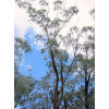 Silvertop Ash - Eucalyptus sieberi