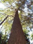Brown Barrel (Eucalyptus fastigata)