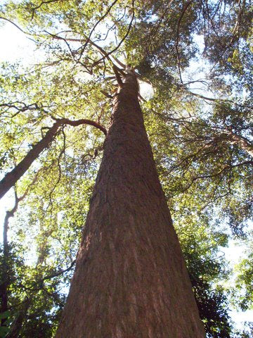 Brown Barrel (Eucalyptus fastigata)