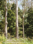 Maiden's Gum (Eucalyptus maidenii)