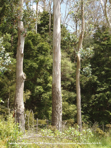 Maiden's Gum (Eucalyptus maidenii)