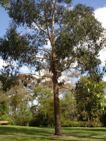 Swamp Gum (Eucalyptus ovata)