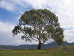 Candlebark (Eucalyptus rubida)