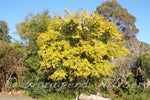 Fringed Wattle (Acacia fimbriata)