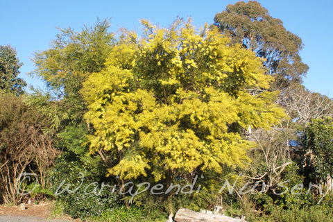 Fringed Wattle (Acacia fimbriata)