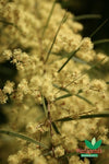 Gossamer Wattle (Acacia floribunda)