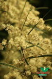 Gossamer Wattle (Acacia floribunda)