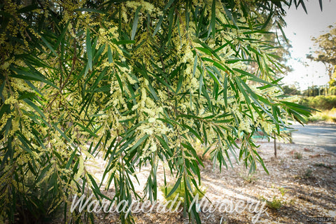 Gossamer Wattle (Acacia floribunda)