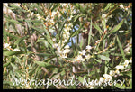 Finger Hakea (Hakea dactyloides)