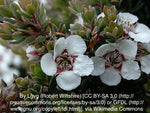 Woolly Tea Tree (Leptospermum lanigerum)